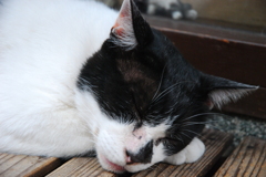 有馬のねこ２