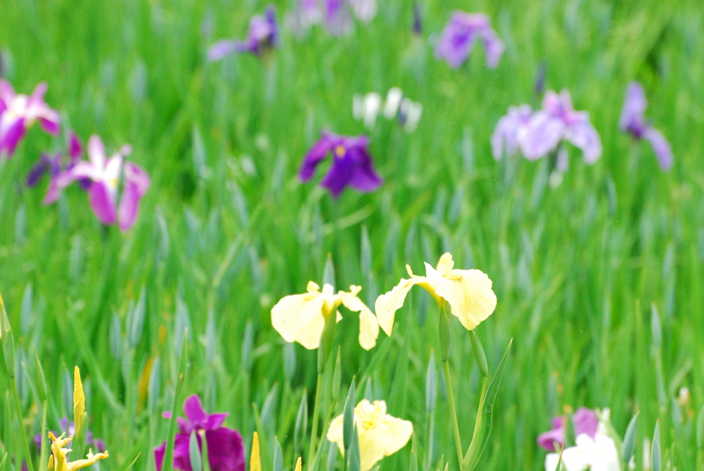 菖蒲