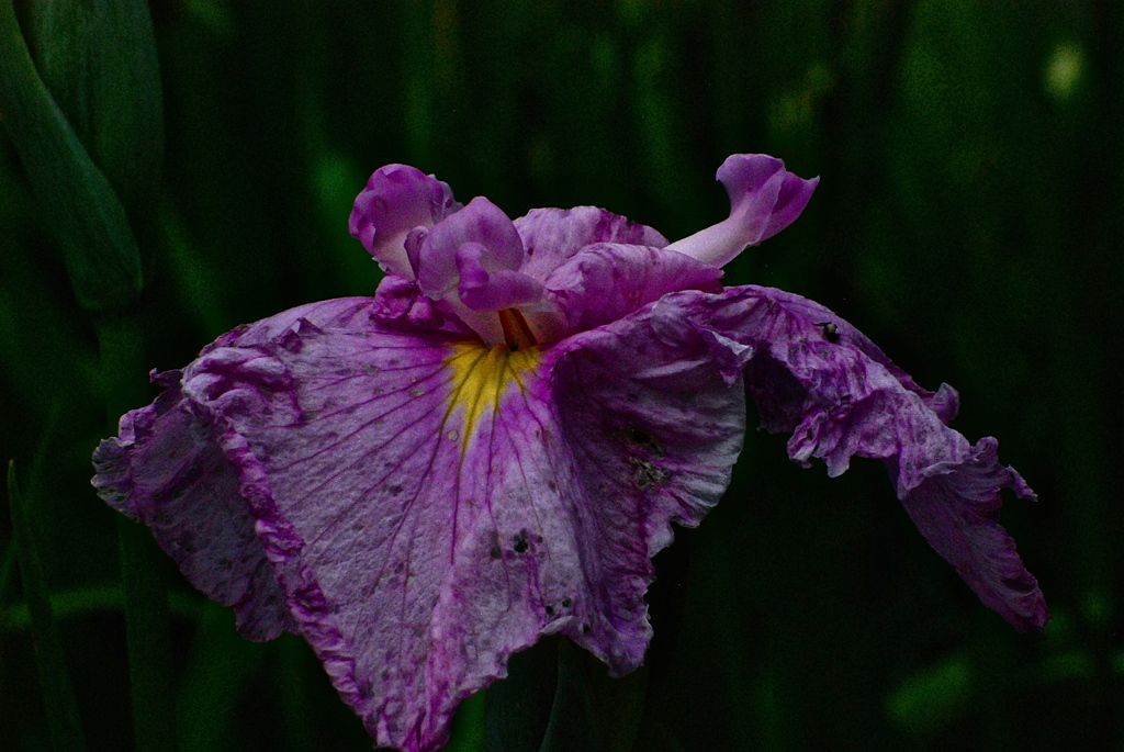 菖蒲