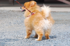 いくワン