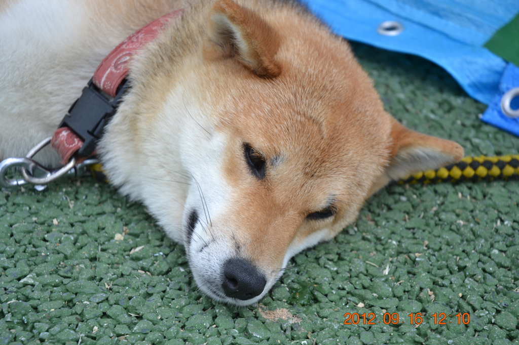 ひまやなー