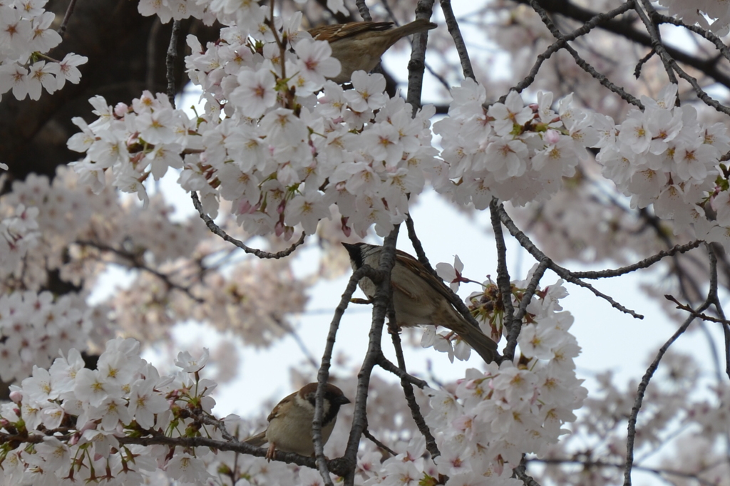 四天王寺の桜