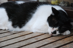 有馬のねこ３