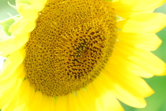ひまわり