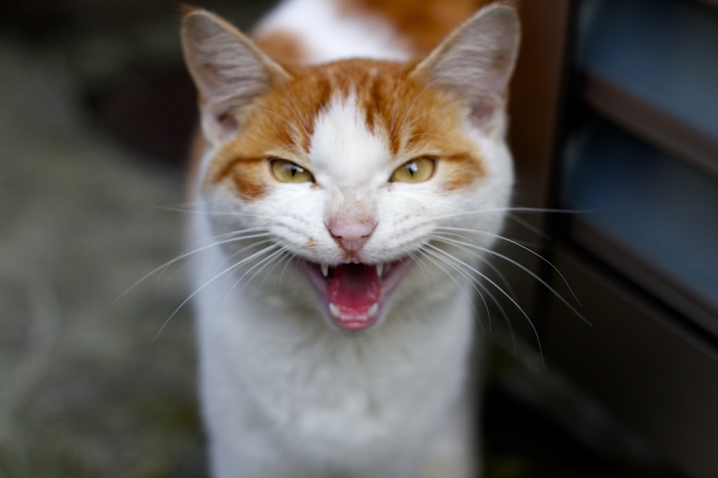 観光地の猫