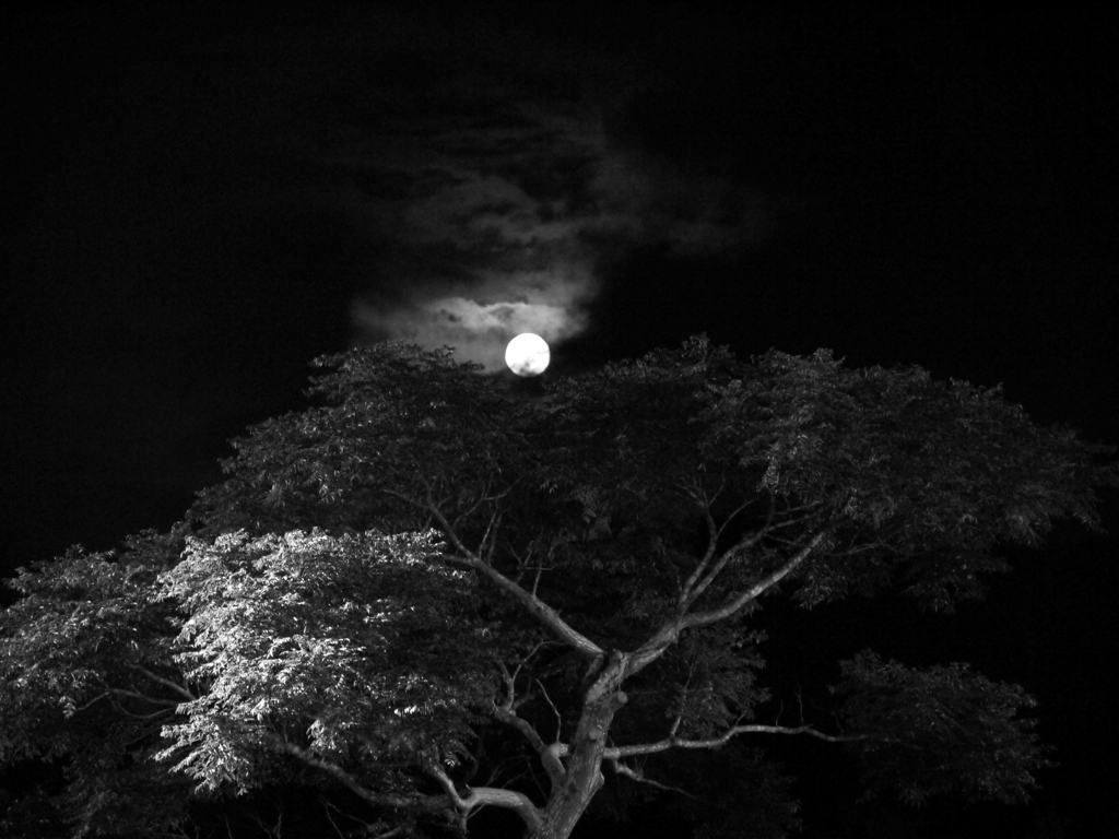 The moon and a tree