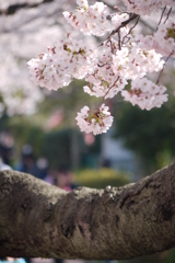 桜