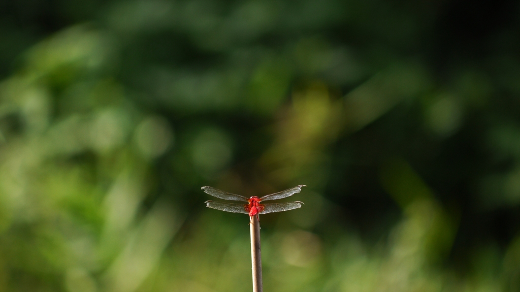 複翼機