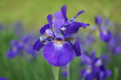 菖蒲