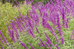 花から花へ