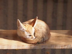 フェネック