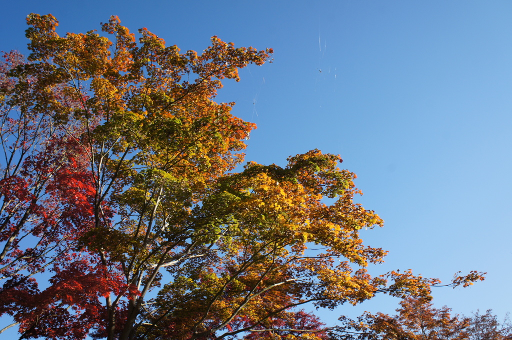 紅葉