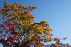紅葉