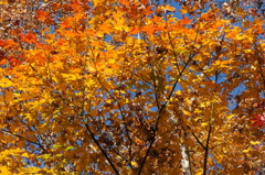 紅葉