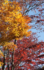 紅葉