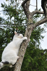 木登りしてみたニャ