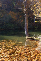 水面に映る木