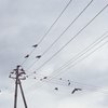 人気の電柱