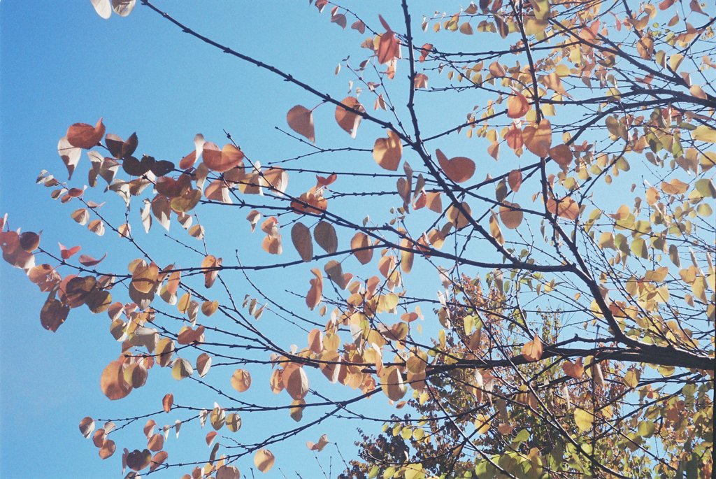 秋の空