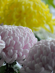 菊