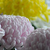 菊