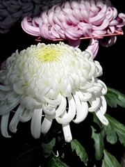 菊