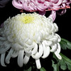 菊
