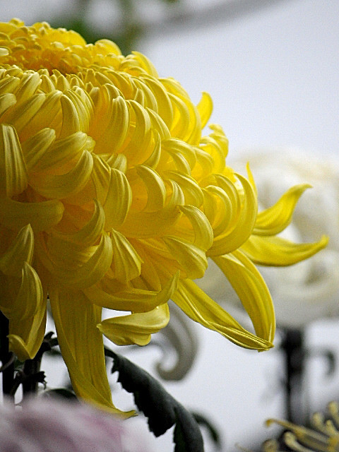 菊