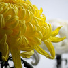 菊