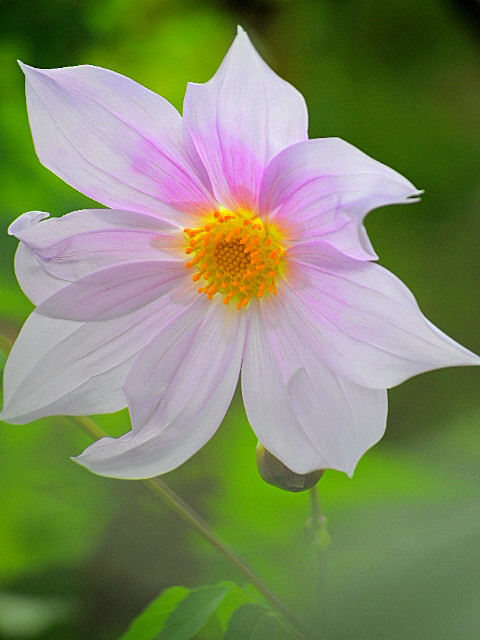 皇帝ダリア