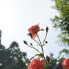 欠伸