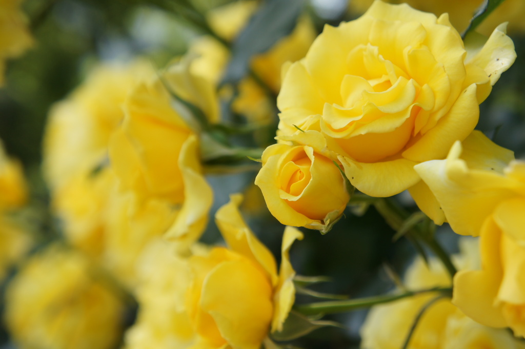 yellow.