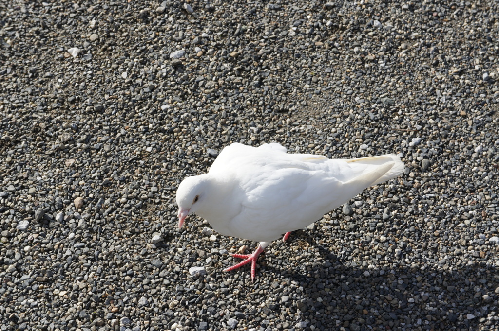 幸せの