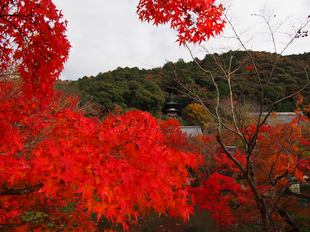 京都 永観堂