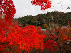 京都 永観堂