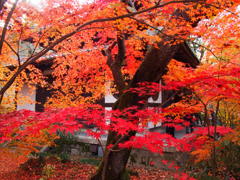 京都 永観堂