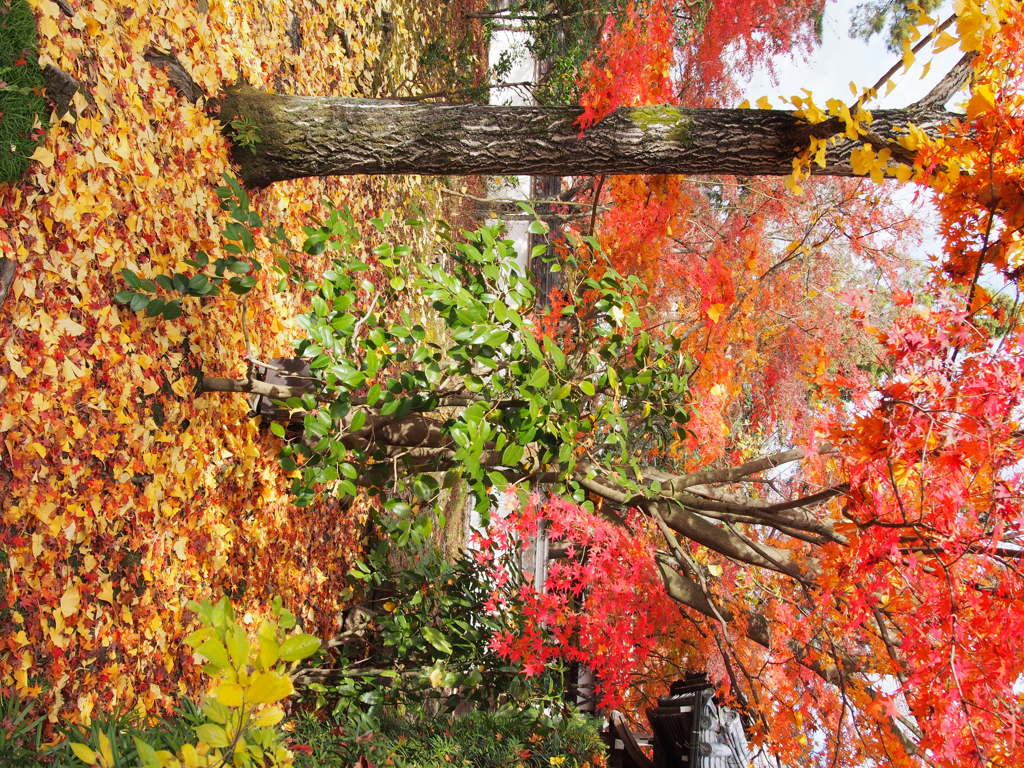 京都 永観堂