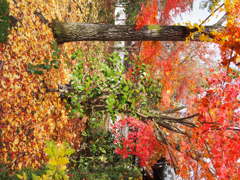 京都 永観堂
