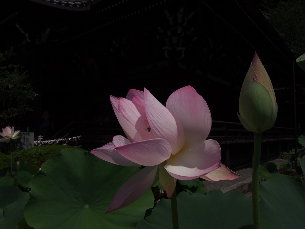 三室戸寺
