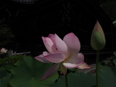 三室戸寺