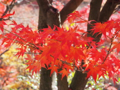 東福寺