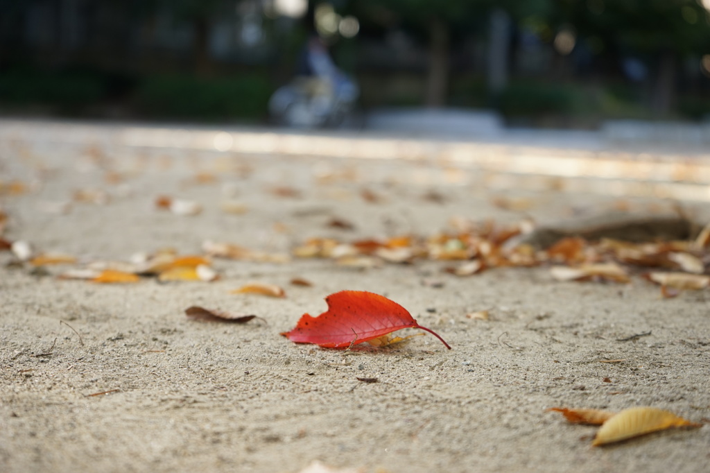 公園で目立つコ