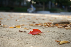 公園で目立つコ