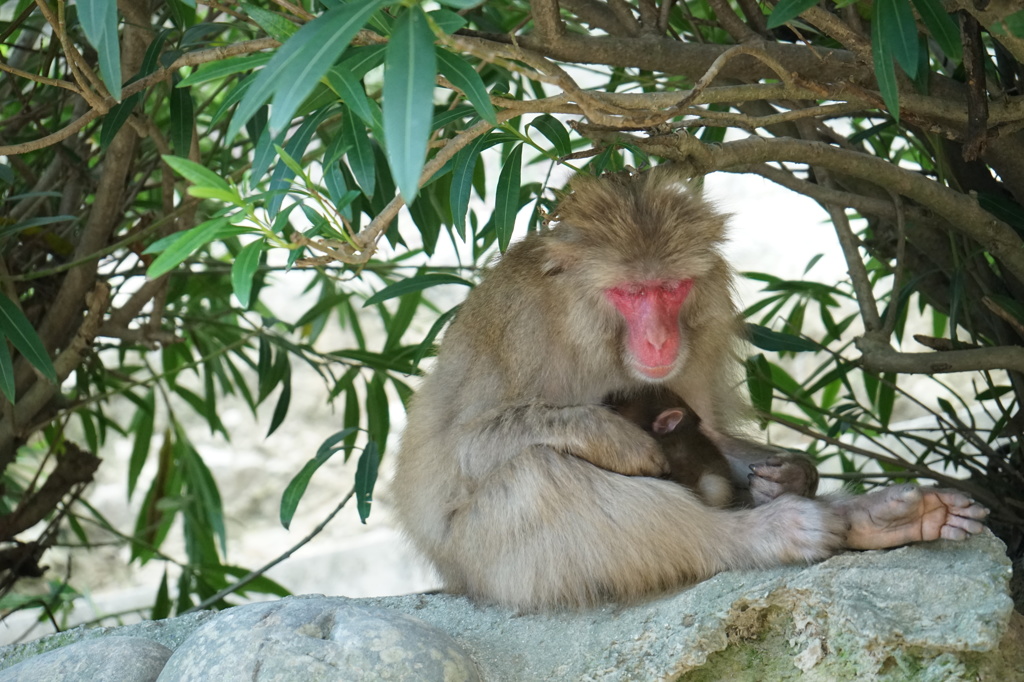 育児、おつかれさまです