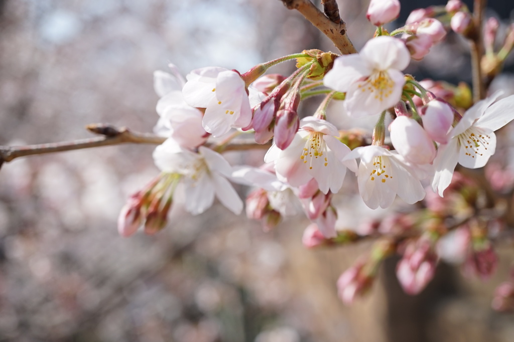 sakura