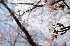 sakura2