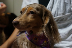 わが家の犬もHELLOWEEN