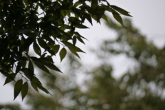 あいにくの曇り空