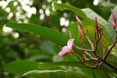 温室のプルメリア