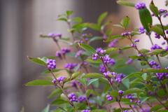 鉢植えのコムラサキ